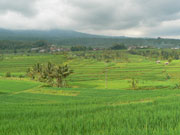 Rice terrace view