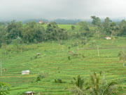 rice terrace in Jati Luwih