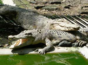 Crocodile Park2