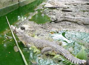 Crocodile Park5