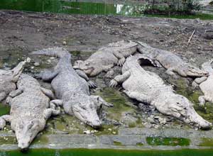 Crocodile Park3