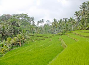 Ricefield spread