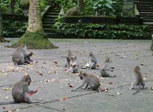 Bali Sightseeing Monkey Forest　Monkey 1