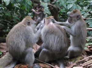 Bali Sightseeing Monkey Forest　Monkey 2