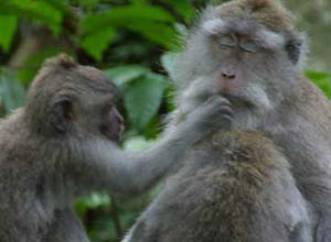 Bali Sightseeing Monkey Forest　Monkey 3
