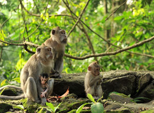 Bali Sightseeing Monkey Forest　Monkey 4