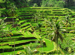 Bali sightseeing Tegalalang Rice Terace1
