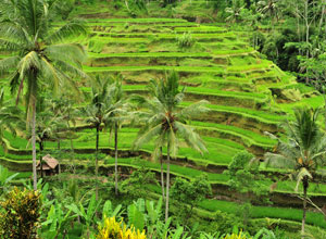 Bali sightseeing Tegalalang Rice Terace2