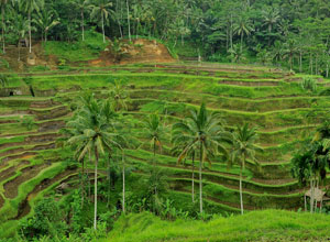 Bali sightseeing Tegalalang Rice Terace3
