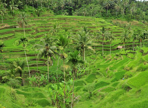 Bali sightseeing Tegalalang Rice Terace4
