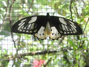 Bali Butterfly Park3