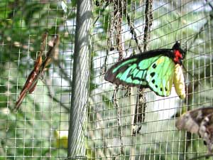Bali Butterfly Park2