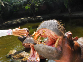 Feeding hippopotamus