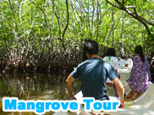 マングローブ林の自然探検ツアー