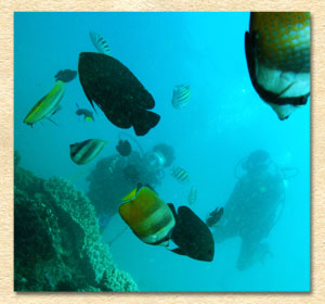 The Lowest Price Diving Included Lunch by Tanjung Sari image