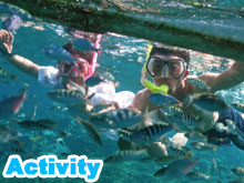 Activity （snorkeling or marine walk or spa or experience dive）