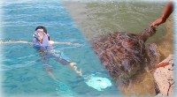 ヒロチャン新メニューの「お子様無料！亀の島とシュノーケル体験」は、お子様がいる家族にぴったりのメニューになっています。 日本ではなかなか触れ合えない動物たちと触れ合うことが出来る亀の島、 実際の海で暮らしている色とりどり...