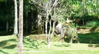 2009年4月6日。バリ島に２つある象さんパークの一つ、エレファント・キャンプにお邪魔してきました！今回は効率的に遊べてしかもお得な『エ レファント＋ラフティングツアー』の取材。まずは象さんと30分のショートライドを楽し...