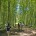 2009年9月26日。この日はアユンリバー社のジャングル・トレッキングに参加してきました！前回のトレッキングから早４ヶ月、久々の体を動かす取材にウキウキ度もアップです。標高の高いブドゥグルのジャングルを歩き、その後はブラ...