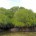 2010年1月16日、 『レンボガン島 マングローブ & シュノーケル』ツアーに行ってきました♪これはバリ島ネイチャーツアーを数多く主催するバリ倶楽部の人気ツアー。大自然が残るレンボガン島の静かなマングローブの森...