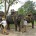 2010年11月22日。 1年半ぶりに エレファント・キャンプ にやってきました！ここは１８頭のスマトラ象が暮らす象の公園。 タロ村にあるもう一つのエレファント・パークと並ぶ2大象パークです。 今回も前回と同じ 『エレフ...