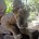 2010年4月29日、バリ島ウブドの手前にある『バリ動物園』に行ってきました！ バリ島で動物と触れ合う場所といえば、”サファリ＆マリンパーク” が不動の人気を誇っておりますが、バリ動物園にはまた違った良さがあるんです。テ...